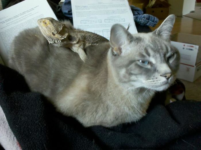 40 Times Cats Met Lizards And It Resulted In These Amusing Pics 40 Times Cats Met Lizards And It Resulted In These Amusing Pics