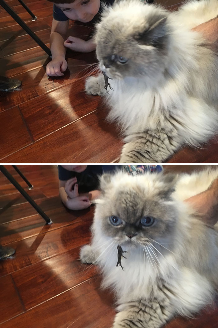 40 Times Cats Met Lizards And It Resulted In These Amusing Pics 40 Times Cats Met Lizards And It Resulted In These Amusing Pics