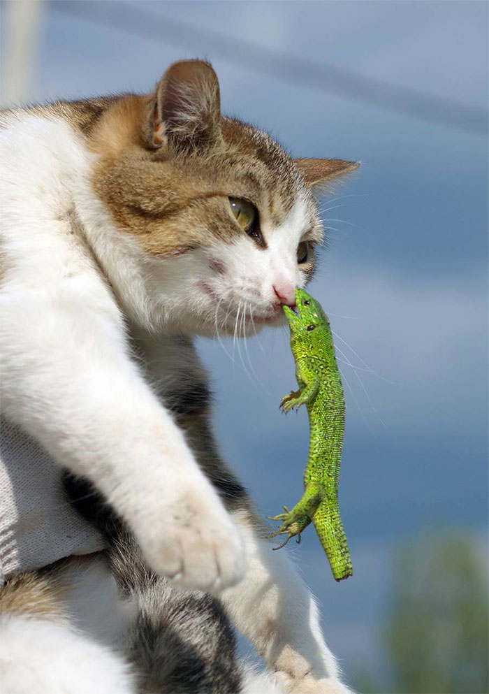 40 Times Cats Met Lizards And It Resulted In These Amusing Pics 40 Times Cats Met Lizards And It Resulted In These Amusing Pics