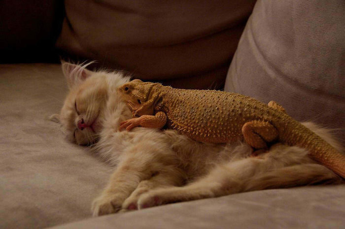 40 Times Cats Met Lizards And It Resulted In These Amusing Pics 40 Times Cats Met Lizards And It Resulted In These Amusing Pics