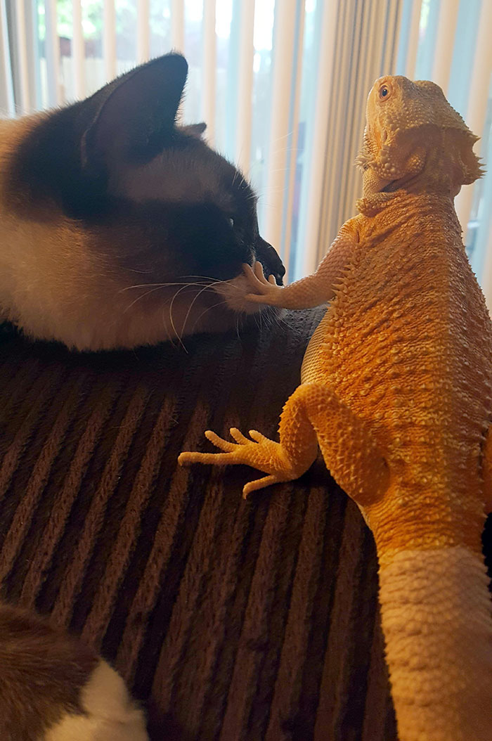 40 Times Cats Met Lizards And It Resulted In These Amusing Pics 40 Times Cats Met Lizards And It Resulted In These Amusing Pics