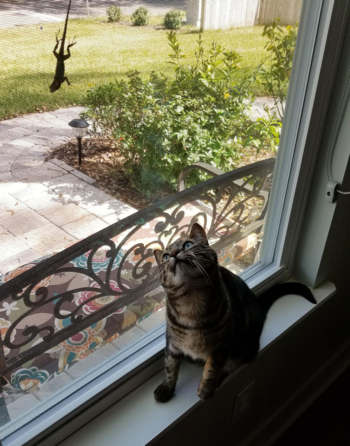 40 Times Cats Met Lizards And It Resulted In These Amusing Pics 40 Times Cats Met Lizards And It Resulted In These Amusing Pics