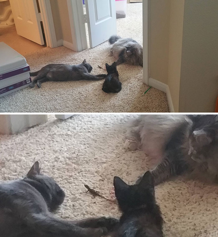 40 Times Cats Met Lizards And It Resulted In These Amusing Pics 40 Times Cats Met Lizards And It Resulted In These Amusing Pics