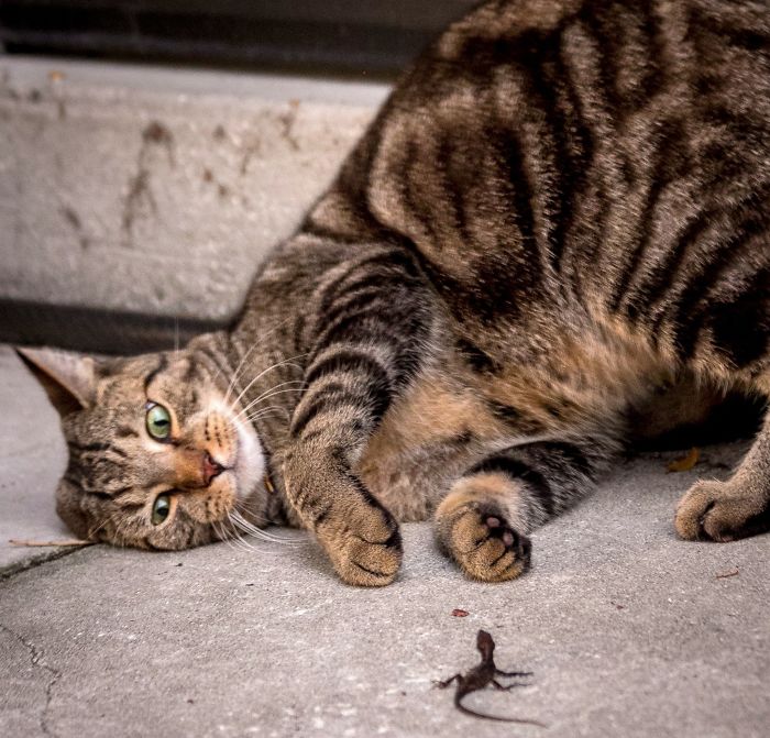 40 Times Cats Met Lizards And It Resulted In These Amusing Pics 40 Times Cats Met Lizards And It Resulted In These Amusing Pics