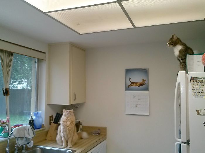 40 Times Cats Met Lizards And It Resulted In These Amusing Pics 40 Times Cats Met Lizards And It Resulted In These Amusing Pics