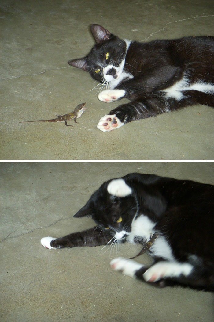 40 Times Cats Met Lizards And It Resulted In These Amusing Pics 40 Times Cats Met Lizards And It Resulted In These Amusing Pics
