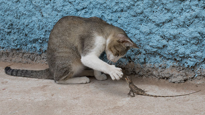 40 Times Cats Met Lizards And It Resulted In These Amusing Pics 40 Times Cats Met Lizards And It Resulted In These Amusing Pics