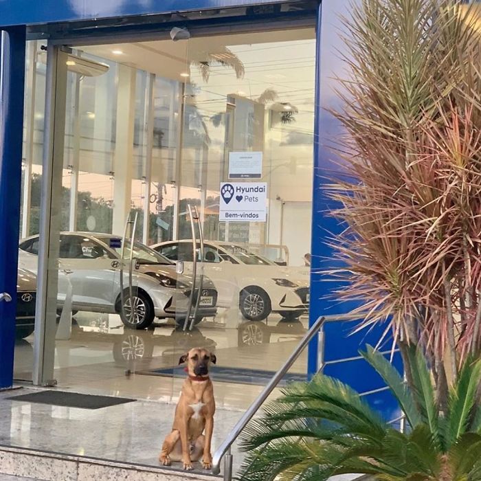 Stray Dog Keeps Visiting A Hyundai Dealership, They Give Him A Job And His Own Badge Stray Dog Keeps Visiting A Hyundai Dealership, They Give Him A Job And His Own Badge