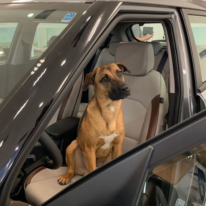 Stray Dog Keeps Visiting A Hyundai Dealership, They Give Him A Job And His Own Badge Stray Dog Keeps Visiting A Hyundai Dealership, They Give Him A Job And His Own Badge