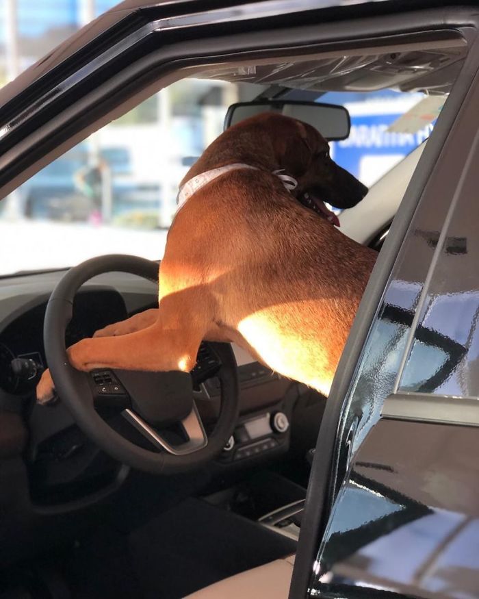 Stray Dog Keeps Visiting A Hyundai Dealership, They Give Him A Job And His Own Badge Stray Dog Keeps Visiting A Hyundai Dealership, They Give Him A Job And His Own Badge