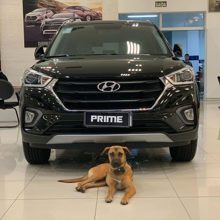 Stray Dog Keeps Visiting A Hyundai Dealership, They Give Him A Job And His Own Badge Stray Dog Keeps Visiting A Hyundai Dealership, They Give Him A Job And His Own Badge