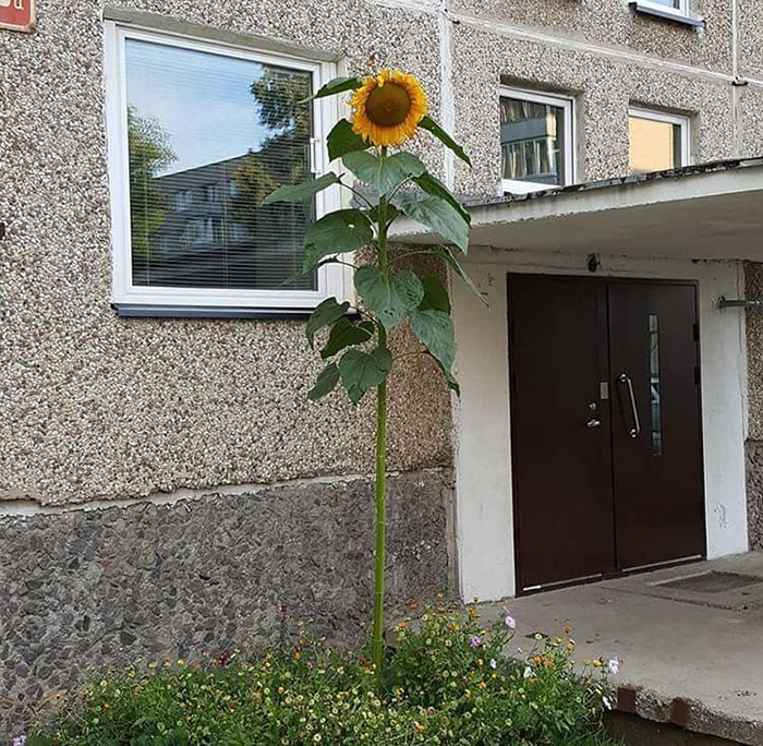 From Amazing To Downright Scary, These 30 Design Decisions In Soviet Apartment Buildings In Lithuania Are Far From Boring From Amazing To Downright Scary, These 30 Design Decisions In Soviet Apartment Buildings In Lithuania Are Far From Boring