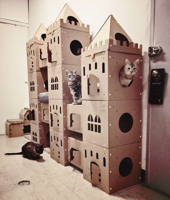 30 Times People Built Their Cats A Cardboard Fort And It’s An Ecological Solution To Where To Put All The Boxes 30 Times People Built Their Cats A Cardboard Fort And It’s An Ecological Solution To Where To Put All The Boxes