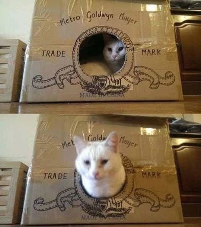 30 Times People Built Their Cats A Cardboard Fort And It’s An Ecological Solution To Where To Put All The Boxes 30 Times People Built Their Cats A Cardboard Fort And It’s An Ecological Solution To Where To Put All The Boxes