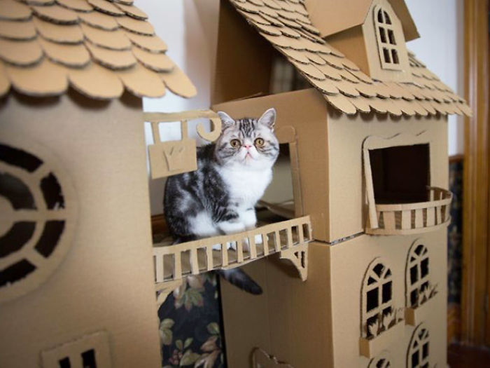 30 Times People Built Their Cats A Cardboard Fort And It’s An Ecological Solution To Where To Put All The Boxes 30 Times People Built Their Cats A Cardboard Fort And It’s An Ecological Solution To Where To Put All The Boxes