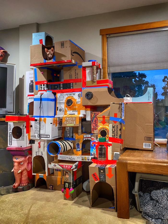 30 Times People Built Their Cats A Cardboard Fort And It’s An Ecological Solution To Where To Put All The Boxes 30 Times People Built Their Cats A Cardboard Fort And It’s An Ecological Solution To Where To Put All The Boxes