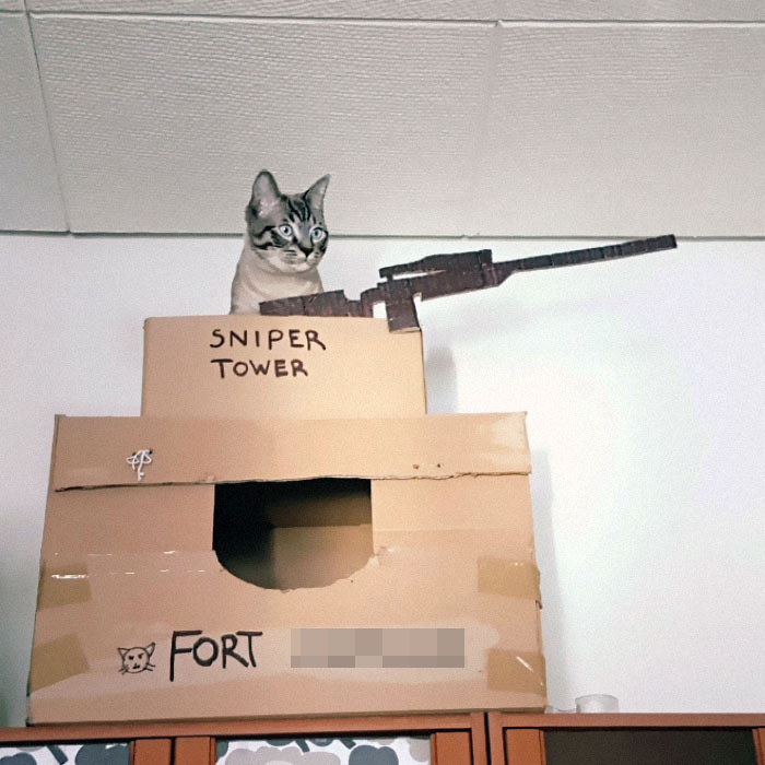 30 Times People Built Their Cats A Cardboard Fort And It’s An Ecological Solution To Where To Put All The Boxes 30 Times People Built Their Cats A Cardboard Fort And It’s An Ecological Solution To Where To Put All The Boxes