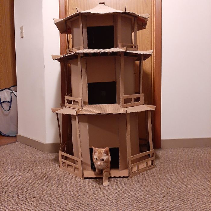 30 Times People Built Their Cats A Cardboard Fort And It’s An Ecological Solution To Where To Put All The Boxes 30 Times People Built Their Cats A Cardboard Fort And It’s An Ecological Solution To Where To Put All The Boxes