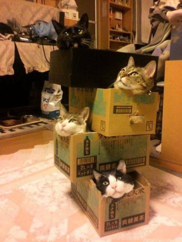 30 Times People Built Their Cats A Cardboard Fort And It’s An Ecological Solution To Where To Put All The Boxes 30 Times People Built Their Cats A Cardboard Fort And It’s An Ecological Solution To Where To Put All The Boxes