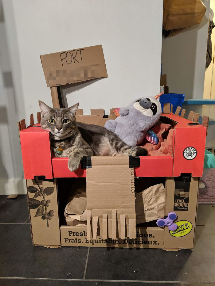 30 Times People Built Their Cats A Cardboard Fort And It’s An Ecological Solution To Where To Put All The Boxes 30 Times People Built Their Cats A Cardboard Fort And It’s An Ecological Solution To Where To Put All The Boxes