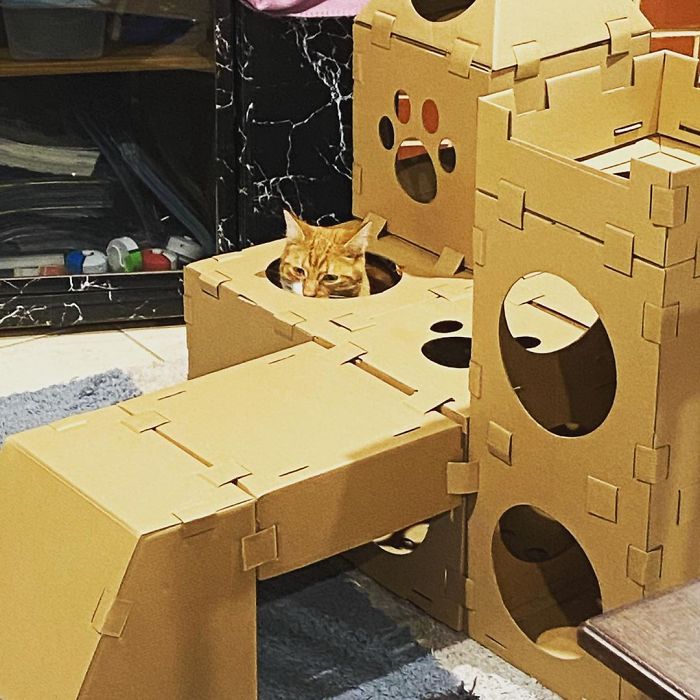 30 Times People Built Their Cats A Cardboard Fort And It’s An Ecological Solution To Where To Put All The Boxes 30 Times People Built Their Cats A Cardboard Fort And It’s An Ecological Solution To Where To Put All The Boxes