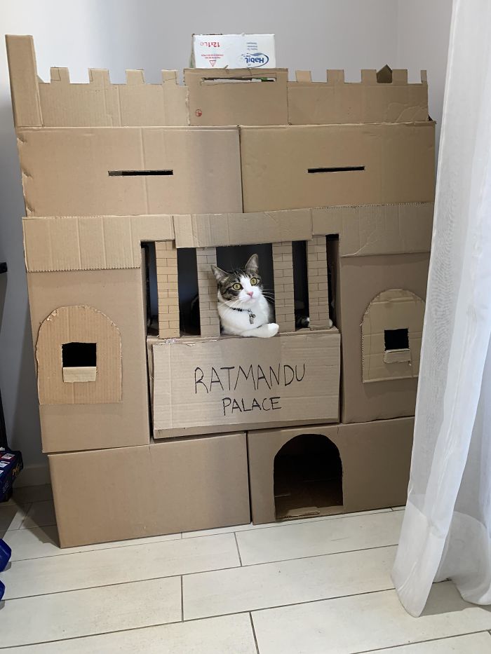 30 Times People Built Their Cats A Cardboard Fort And It’s An Ecological Solution To Where To Put All The Boxes 30 Times People Built Their Cats A Cardboard Fort And It’s An Ecological Solution To Where To Put All The Boxes