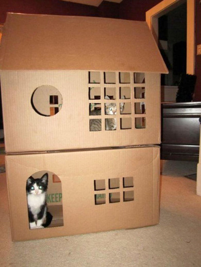30 Times People Built Their Cats A Cardboard Fort And It’s An Ecological Solution To Where To Put All The Boxes 30 Times People Built Their Cats A Cardboard Fort And It’s An Ecological Solution To Where To Put All The Boxes