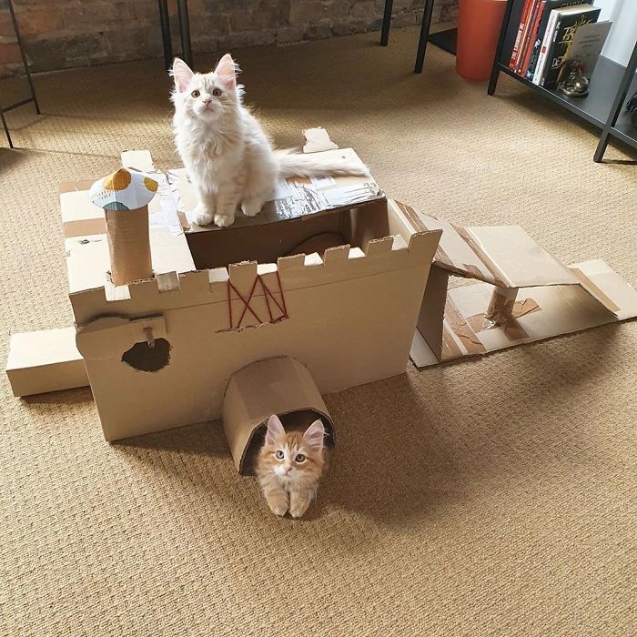 30 Times People Built Their Cats A Cardboard Fort And It’s An Ecological Solution To Where To Put All The Boxes 30 Times People Built Their Cats A Cardboard Fort And It’s An Ecological Solution To Where To Put All The Boxes