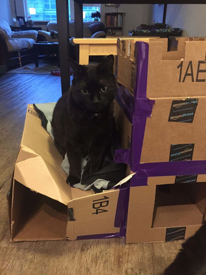 30 Times People Built Their Cats A Cardboard Fort And It’s An Ecological Solution To Where To Put All The Boxes 30 Times People Built Their Cats A Cardboard Fort And It’s An Ecological Solution To Where To Put All The Boxes
