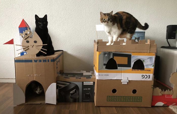 30 Times People Built Their Cats A Cardboard Fort And It’s An Ecological Solution To Where To Put All The Boxes 30 Times People Built Their Cats A Cardboard Fort And It’s An Ecological Solution To Where To Put All The Boxes