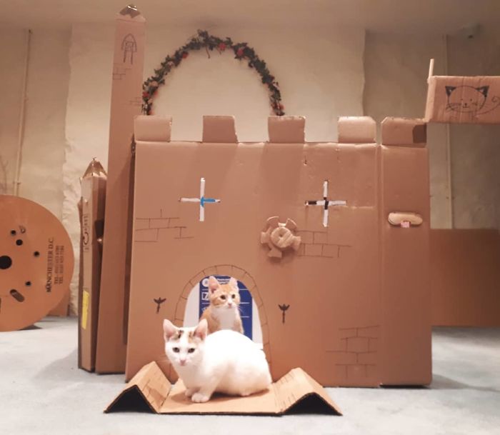 30 Times People Built Their Cats A Cardboard Fort And It’s An Ecological Solution To Where To Put All The Boxes 30 Times People Built Their Cats A Cardboard Fort And It’s An Ecological Solution To Where To Put All The Boxes
