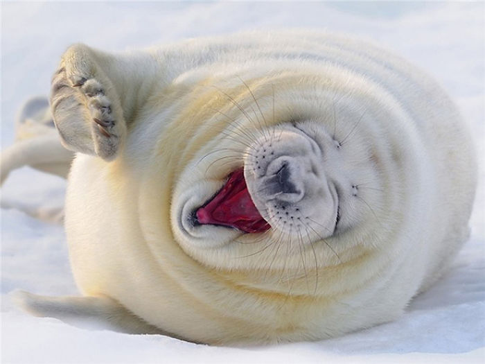 30 Amusing Photos Of Seals Who Can’t Contain Their Laughter 30 Amusing Photos Of Seals Who Can’t Contain Their Laughter