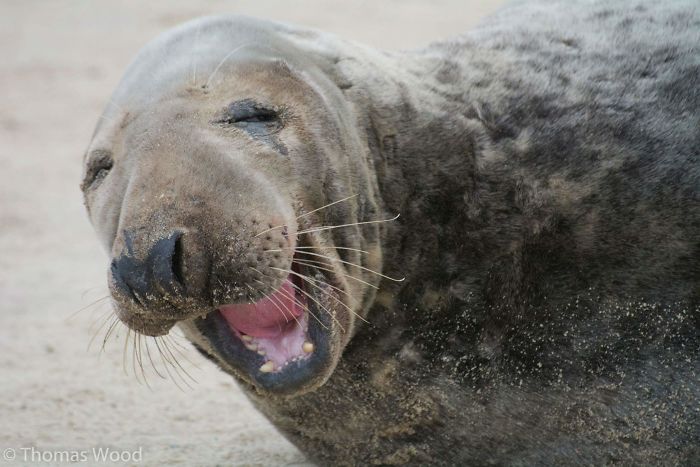 30 Amusing Photos Of Seals Who Can’t Contain Their Laughter 30 Amusing Photos Of Seals Who Can’t Contain Their Laughter