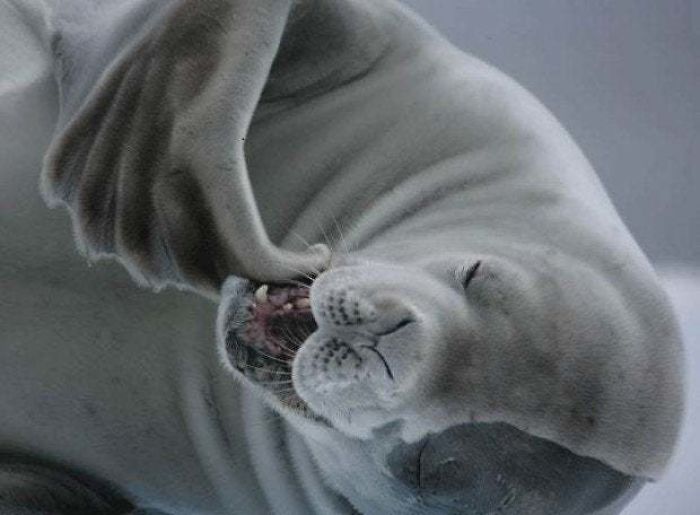 30 Amusing Photos Of Seals Who Can’t Contain Their Laughter 30 Amusing Photos Of Seals Who Can’t Contain Their Laughter