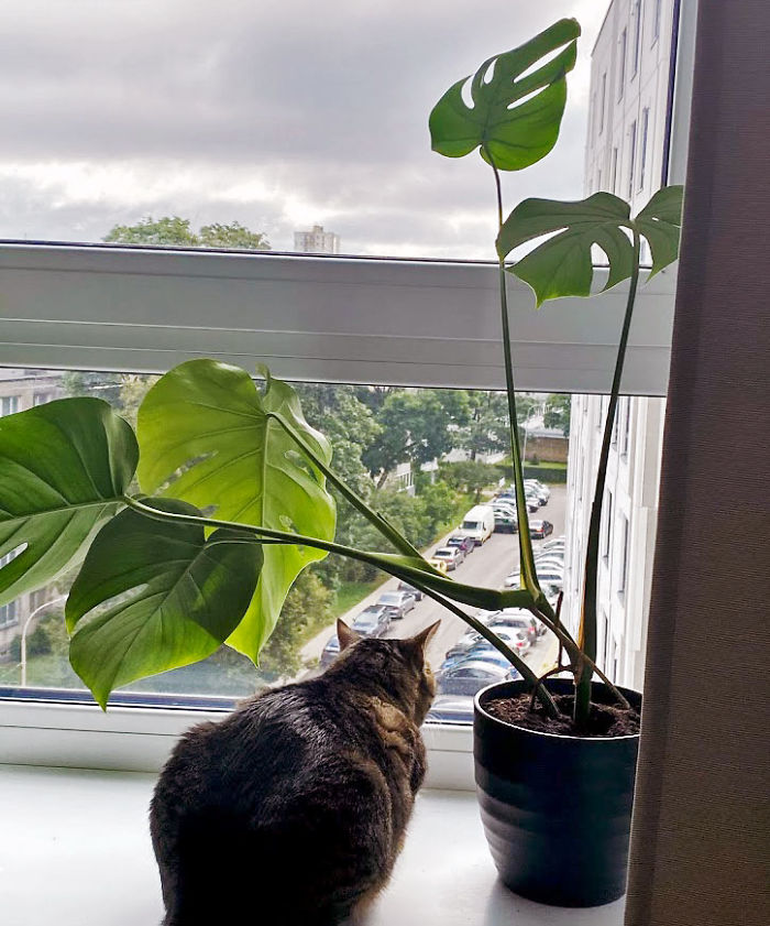 Hey Pandas, Post Your Favorite Houseplants (Ended) Hey Pandas, Post Your Favorite Houseplants (Ended)