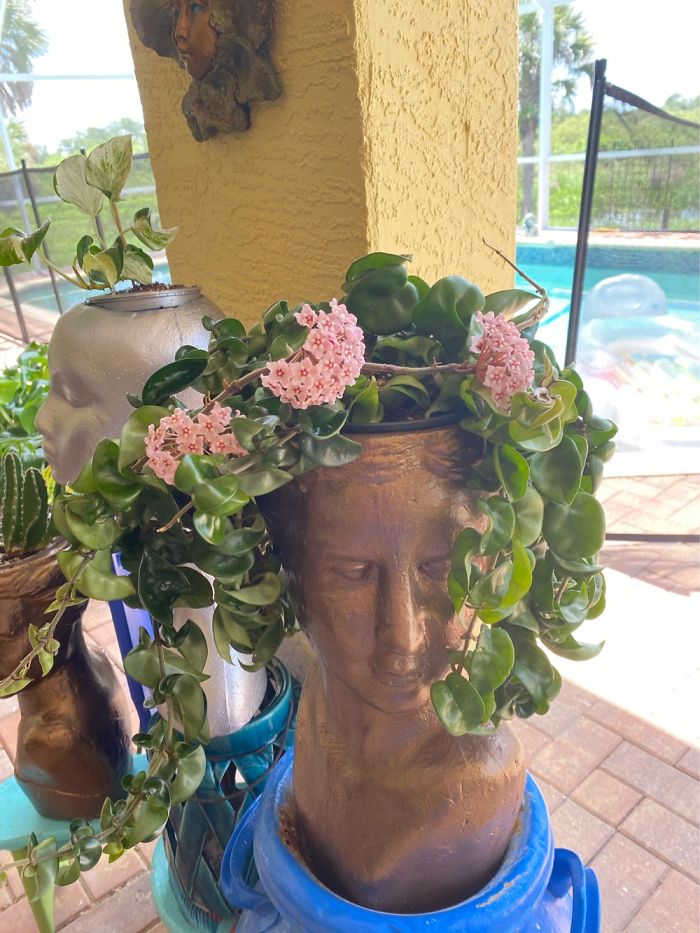 Hey Pandas, Post Your Favorite Houseplants (Ended) Hey Pandas, Post Your Favorite Houseplants (Ended)