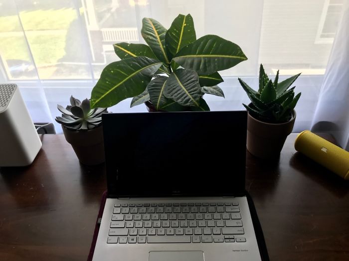 Hey Pandas, Post Your Favorite Houseplants (Ended) Hey Pandas, Post Your Favorite Houseplants (Ended)