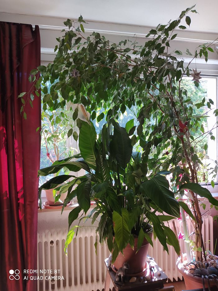 Hey Pandas, Post Your Favorite Houseplants (Ended) Hey Pandas, Post Your Favorite Houseplants (Ended)