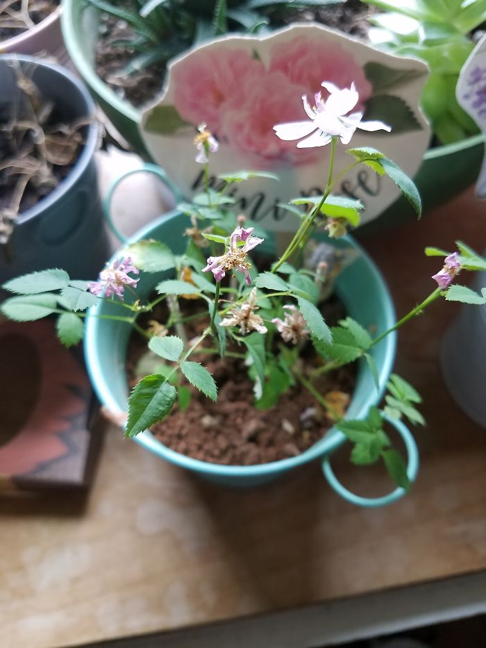 Hey Pandas, Post Your Favorite Houseplants (Ended) Hey Pandas, Post Your Favorite Houseplants (Ended)