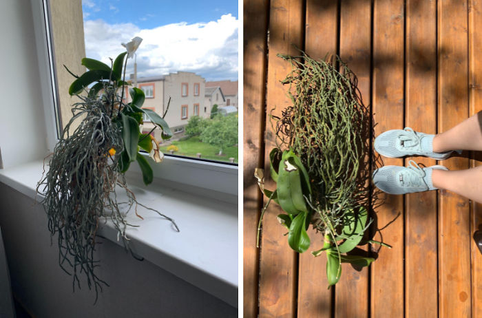 Hey Pandas, Post Your Favorite Houseplants (Ended) Hey Pandas, Post Your Favorite Houseplants (Ended)