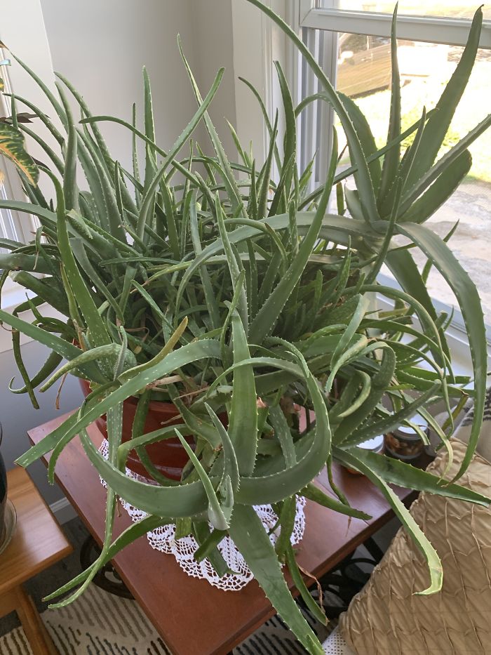 Hey Pandas, Post Your Favorite Houseplants (Ended) Hey Pandas, Post Your Favorite Houseplants (Ended)