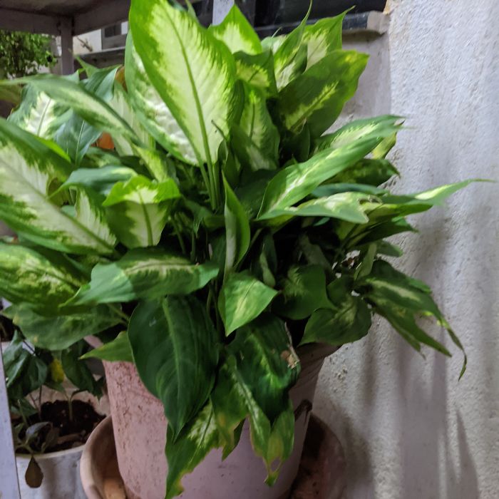 Hey Pandas, Post Your Favorite Houseplants (Ended) Hey Pandas, Post Your Favorite Houseplants (Ended)