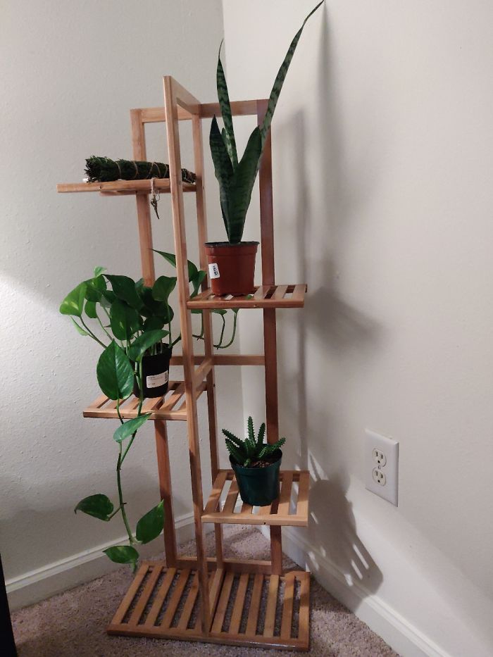 Hey Pandas, Post Your Favorite Houseplants (Ended) Hey Pandas, Post Your Favorite Houseplants (Ended)