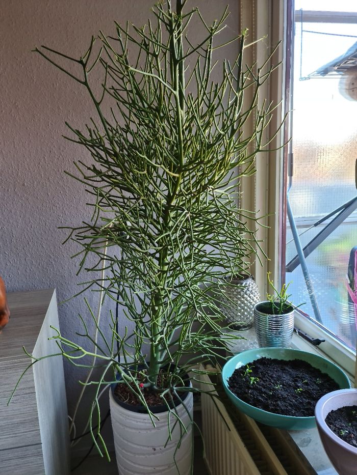 Hey Pandas, Post Your Favorite Houseplants (Ended) Hey Pandas, Post Your Favorite Houseplants (Ended)