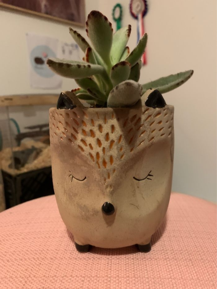 Hey Pandas, Post Your Favorite Houseplants (Ended) Hey Pandas, Post Your Favorite Houseplants (Ended)