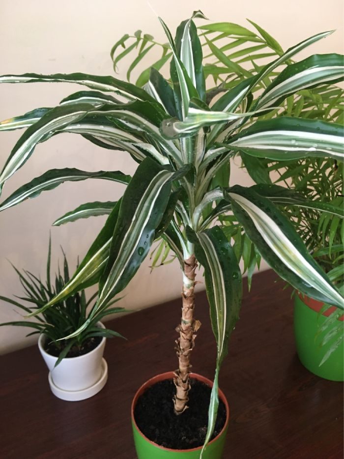 Hey Pandas, Post Your Favorite Houseplants (Ended) Hey Pandas, Post Your Favorite Houseplants (Ended)