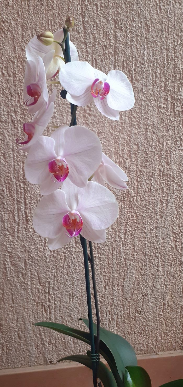 Hey Pandas, Post Your Favorite Houseplants (Ended) Hey Pandas, Post Your Favorite Houseplants (Ended)