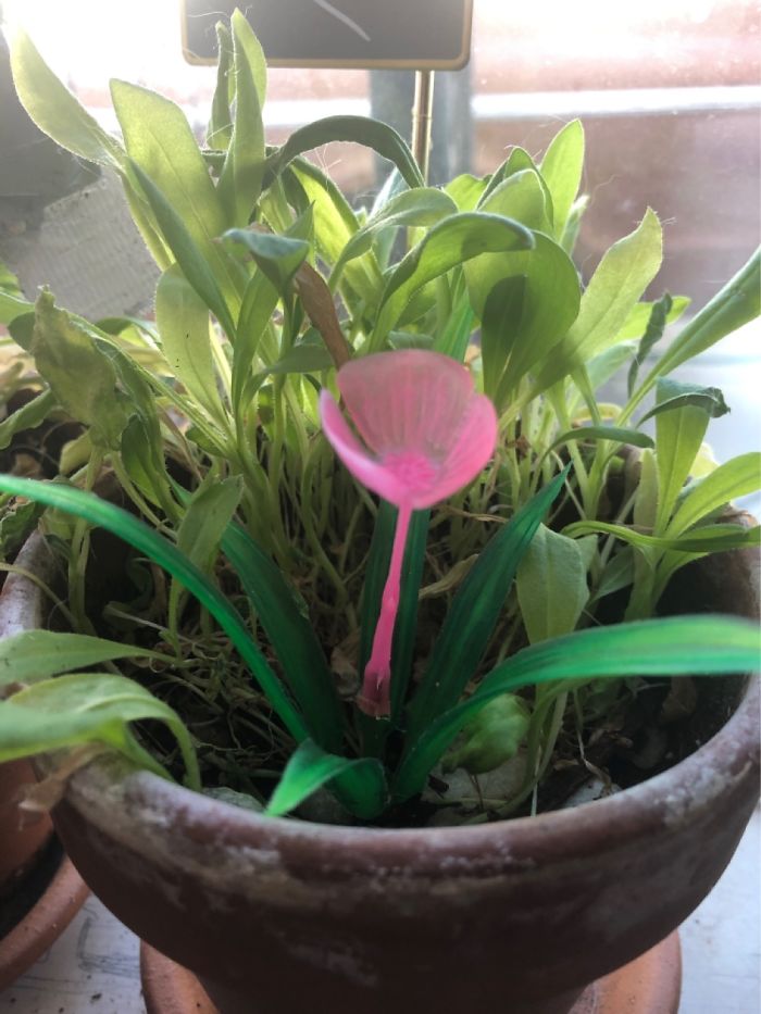 Hey Pandas, Post Your Favorite Houseplants (Ended) Hey Pandas, Post Your Favorite Houseplants (Ended)