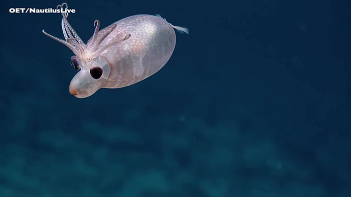 Rare Encounter With Piglet Squid Leaves Deep Sea Explorers Speechless Rare Encounter With Piglet Squid Leaves Deep Sea Explorers Speechless