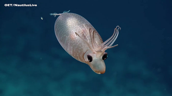 Rare Encounter With Piglet Squid Leaves Deep Sea Explorers Speechless Rare Encounter With Piglet Squid Leaves Deep Sea Explorers Speechless